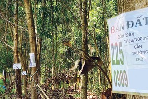 Cơn sốt đi qua, sự vắng lặng trở lại.