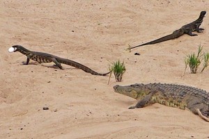 Nhiệm vụ bất khả thi: Kỳ đà trộm trứng của cá sấu