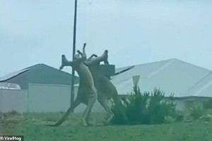 Trận ẩu đả kinh hoàng giữa 2 con chuột túi Kangaroo giữa phố