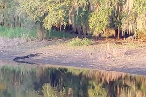 Con cá sấu kiên nhẫn nằm quan sát đàn lợn rừng.