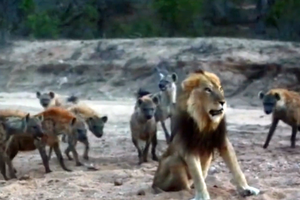 Chúa sơn lâm thể hiện bản lĩnh giữa vòng vây của 20 con linh cẩu khát máu