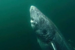 Phát hiện "cụ" cá mập già nhất trên thế giới sắp tròn 400 tuổi 