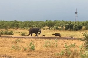 Trâu non "mới nứt mắt" đã đi gây hấn với con voi châu Phi to lớn và cái kết không thể ngờ
