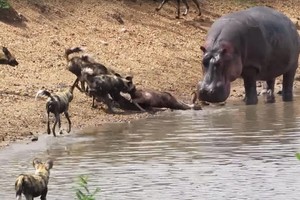 Kết thúc bi thảm của con linh dương chạy trốn đàn chó hoang, vô tình đi lạc vào lãnh địa của hà mã