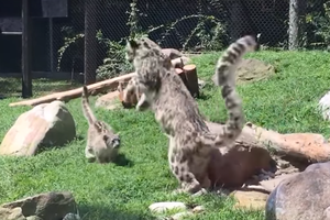 Báo tuyết mẹ "diễn sâu" để dạy báo con kỹ năng săn mồi