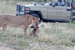 "Giả chết như thật" con chó hoang nhanh trí thoát chết nanh vuốt của sư tử