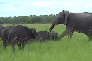 Nghịch dại đá vào đầu trâu rừng, voi con suýt phải trả giá đắt