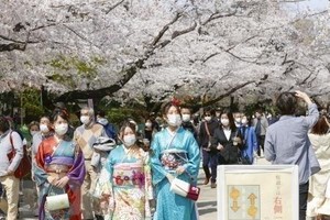 Hoa anh đào nở rộ tại Tokyo, Nhật Bản, ngày 27/3/2021. (Ảnh: Kyodo/TTXVN).
