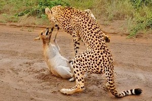 Nỗ lực chống trả, kêu cứu đến rơi cả nước mắt của linh dương trước sự tấn công dữ dội từ báo săn