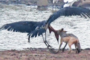 Cuộc chiến sinh tồn khốc liệt giữa chó rừng và cò marabou khổng lồ