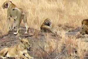 Báo hoa nhanh trí, trốn thoát tài tình khỏi vòng vây của bầy sư tử