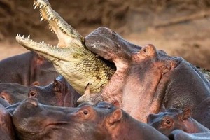 Ông vua đầm lầy - cá sấu bị đàn hà mã điên cuồng "làm gỏi"