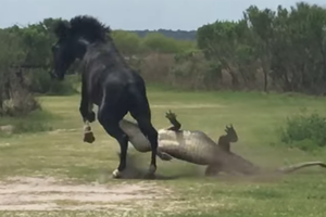 Rảnh rỗi không có gì làm, chú ngựa hoang cà khịa con cá sấu nguy hiểm nhất nước Mỹ để giải trí