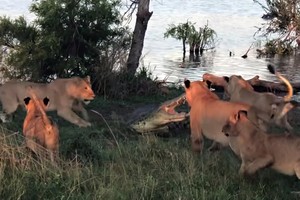 Tham miếng thịt thừa, cá sấu suýt phải bỏ mạng trước móng vuốt của bầy sư tử