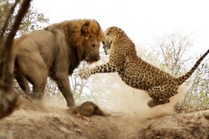 Đang say giấc nồng, báo hoa mai "giật bắn người" trước pha tấn công chớp nhoáng của sư tử