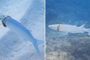 Chuyện thật như đùa, chiếc nhẫn cưới mất tích ngày nào bỗng nhiên được tìm thấy mắc kẹt trên người một con cá dưới đáy đại dương