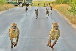 Điều gì sẽ xảy ra khi đàn linh cẩu đối đầu với đàn chó hoang thiện chiến hơn 20 con?