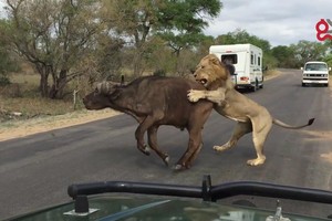 Vua sư tử hạ sát trâu rừng gọn gàng ngay trước mắt đoàn khách du lịch