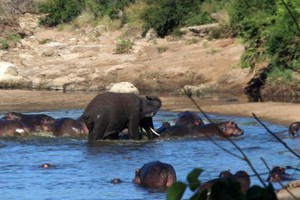 "Voi điên" vô duyên vô cớ tấn công cả đàn hà mã nhưng đành phải bất lực trước thành viên tí hon