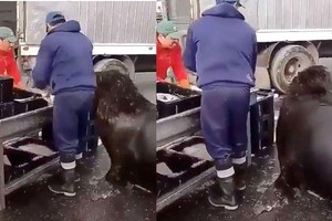 Chú sư tử biển sử dụng tuyệt chiêu để "không làm mà vẫn có ăn"