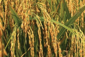 AGM đặt mục tiêu tăng trưởng mạnh trong năm 2021, nhưng kết quả kinh doanh quý I sụt giảm so với cùng kỳ.