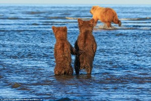 Mê mẩn khoảnh khắc đôi gấu con khoác tay, cùng nhau ngóng trông gấu mẹ đi săn mồi