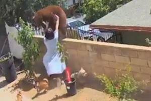 Hailey dùng hết sức để đẩy ngã con gấu.