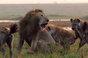 Giữa lúc nguy nan, sư tử "tả xung hữu đột" giải cứu người bạn khỏi vòng vây của bầy linh cẩu khát máu