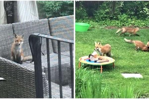 Ngôi nhà của người dân bị những vị khách "lắm lông" chiếm dụng làm khu vui chơi