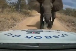 Chạm mặt "giang hồ", anh chàng shipper bị voi điên húc nát đầu xe