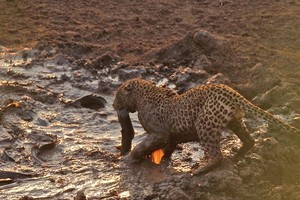 Báo hoa mai ung dung thưởng thức "nồi lẩu cá" miễn phí mẹ thiên nhiên ban tặng