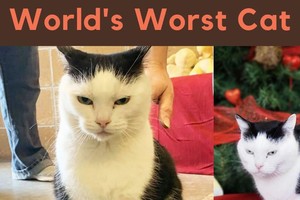 Hành trình đi tìm mái ấm của con mèo có biệt danh "khó tính nhất thế giới"