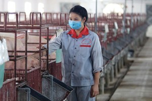 Hiện giá lợn hơi giảm khoảng 20% so với đầu năm, trong khi giá nguyên liệu tăng, khiến nhiều người chăn nuôi không có lãi.