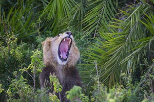 Thót tim trước cảnh sư tử đực phát hiện ra có người chụp trộm, tuy nhiên hành động sau đó của nó khiến ai cũng phải kinh ngạc