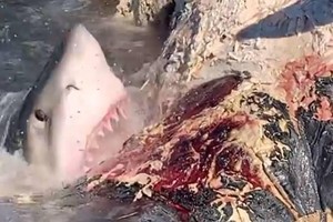 Bữa tiệc buffet cá voi ngoài trời với thực khách là đủ loại cá mập khét tiếng nhất đại dương