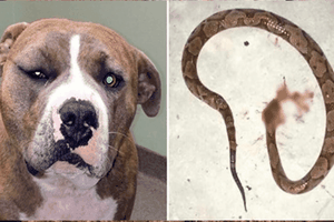 Để cứu chủ nhân, chú chó Pitbull dũng cảm đánh nhau với rắn độc và bị cắn sưng cả mặt