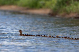 Bức ảnh "Mama Merganser" được đăng tải lên trang web của National Audubon Society.