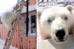 Biết ơn những người cưu mang mình từ nhỏ, gấu Bắc Cực báo đáp bằng món quà vô giá
