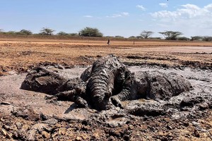 Nhiệm vụ đặc biệt: Giải cứu đàn voi châu Phi to lớn bị mắc kẹt trong đầm lầy