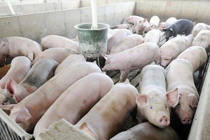 Chăn nuôi heo mang lại cho HAGL 94 tỷ đồng lãi gộp.