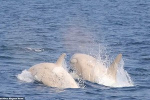 Chưa từng xảy ra trong lịch sử, cặp đôi cá voi sát thủ trắng cực kỳ quý hiếm cùng nhau xuất hiện, bơi lội trước mặt du khách