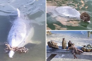 Lạ lùng chú cá heo có thói quen dùng những "báu vật" dưới biển sâu để đổi lấy thức ăn với con người