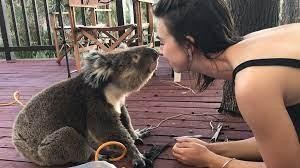 Không chịu nổi cảm giác cô đơn, chú gấu koala tìm đến con người để được yêu thương