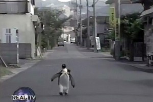 Hãy bước đi và đừng nghĩ suy.