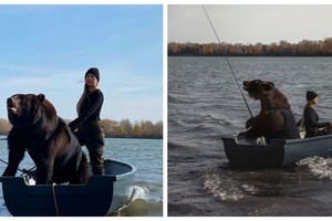 Ngoài đời không có "gấu", nữ nhiếp ảnh gia nuôi hẳn con gấu nâu để dắt đi chơi