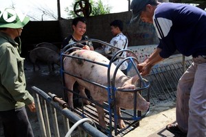 Giá lợn hơi đang ở mức thấp nhất kể từ giữa năm 2019. (Ảnh: Trần Ngọc/VOV.VN).