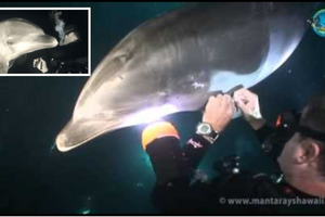 Trí thông minh đáng kinh ngạc của loài cá heo, biết cách tìm đến những người thợ lặn để cầu cứu khi bị thương nặng