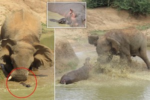 Trận chiến "long trời lở đất" giữa hai loài động vật nguy hiểm nhất ở châu Phi