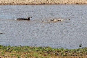 Rình cả ngày mới săn được mồi, chưa kịp tận hưởng, đàn cá sấu đã bị hà mã cướp ngay trên miệng 