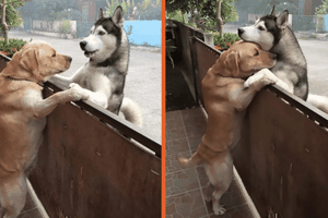 Tình bạn diệu kỳ và câu chuyện về cái ôm khiến ai cũng phải "tan chảy" giữa đôi bạn chó thân thiết